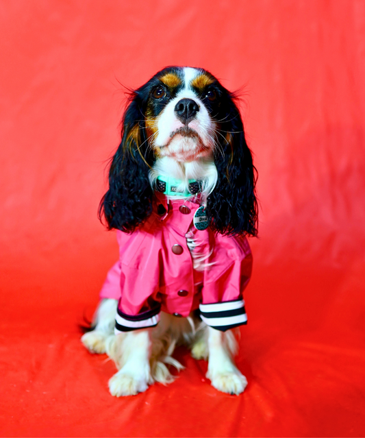 Dogs In Town - Impermeable para Perros