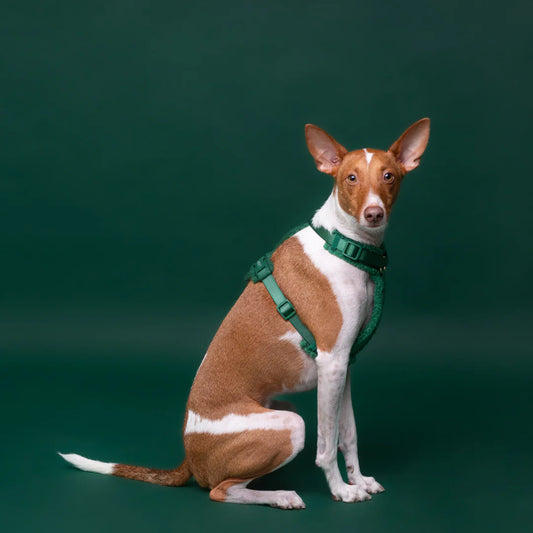 Pollo and Paco - Arnes Borreguito Verde - arnés en Y para perros