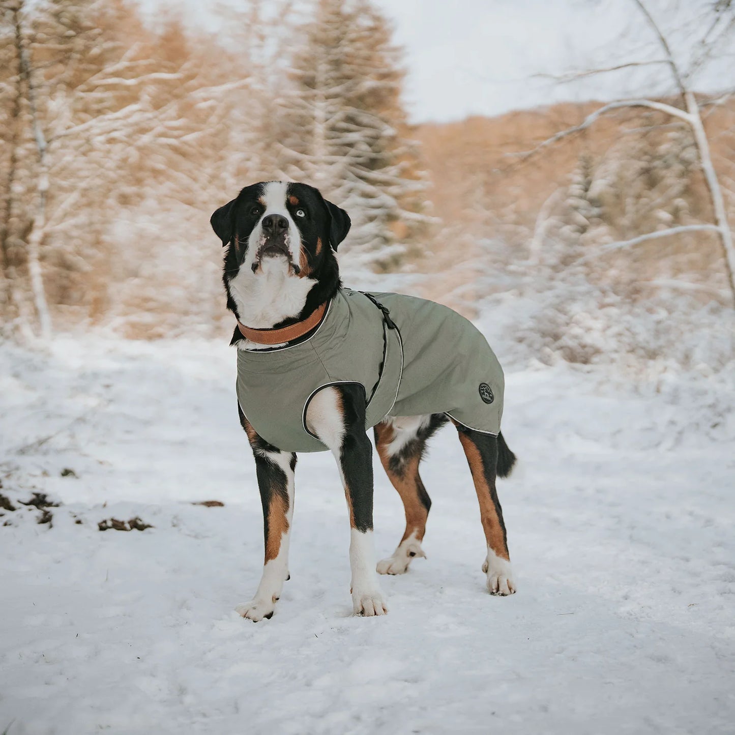 Hunter - Dog coat Uppsala