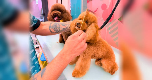 Corte de uñas en perros 8 errores comunes y cómo hacerlo sin dolor