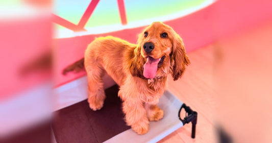 Dieta perro diarrea qué darle de comer y cómo ayudarle