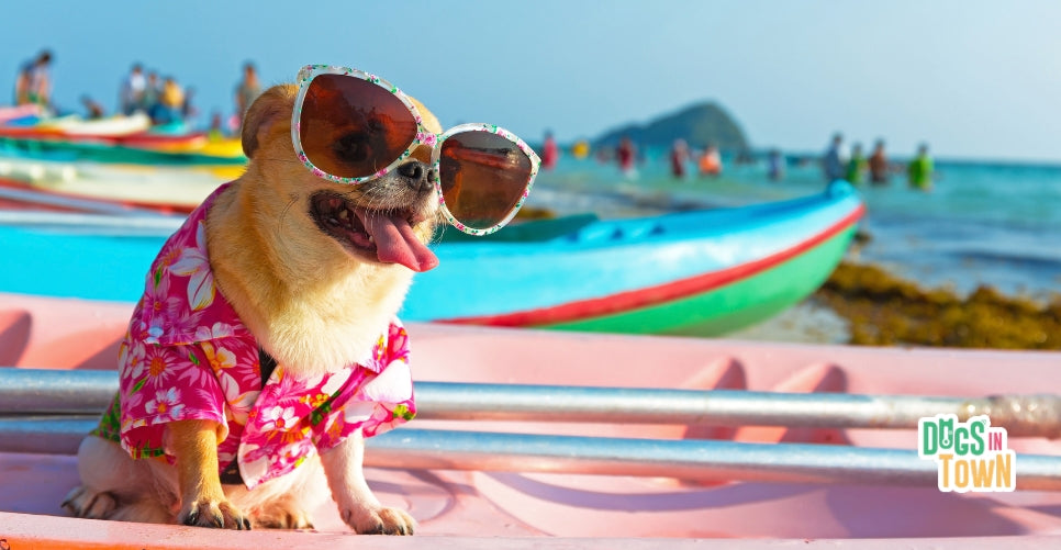 Perros en la playa en Madrid: normativa, fechas y mejores zonas