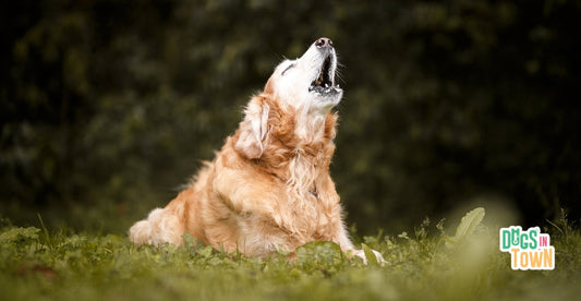 Por qué aúllan los perros | Causas y qué hacer