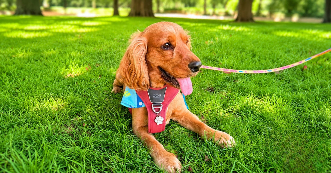 Parques para perros en Madrid guía por distritos 2026