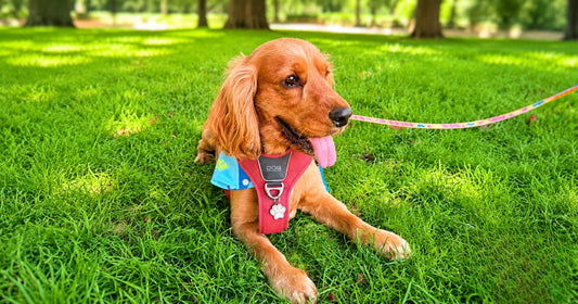 Parques para perros en Madrid guía por distritos 2026