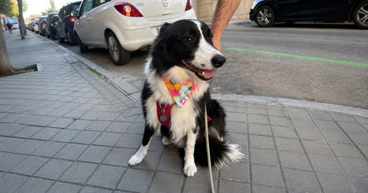Por qué aúllan los perros  Causas y qué hacer
