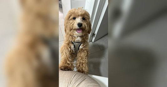 ¿Por qué tu perro de pelo corto o doble capa necesita un baño cada 5 semanas? (Dogs in Town)