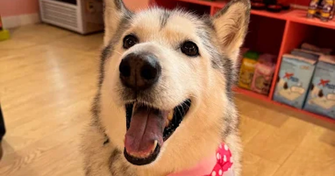 ¿Pueden los perros comer arándanos