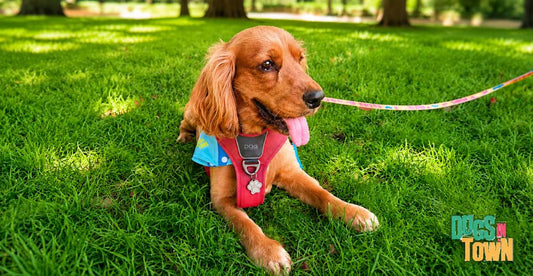Ansiedad por separación en perros: síntomas y soluciones