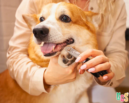 Corte de uñas en perros: 8 errores comunes y cómo hacerlo sin dolor