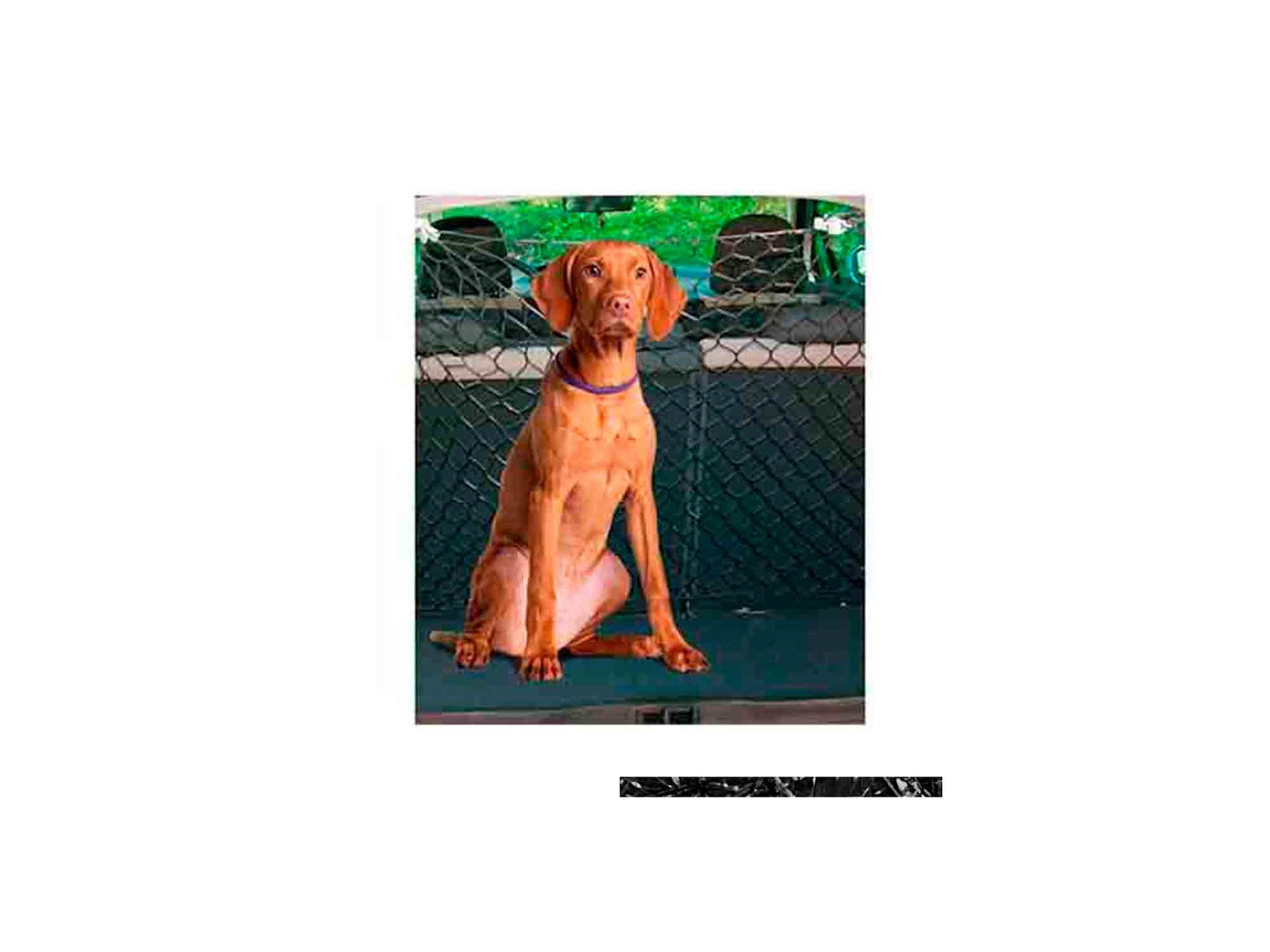 Freedog - Red de Seguridad Reparadora
