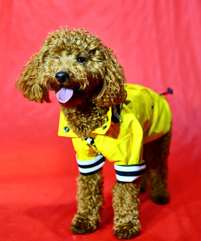 Dogs In Town - Impermeable para Perros