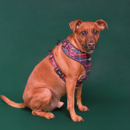 Pollo and Paco - TARTAN - Arnés ajustable para perros