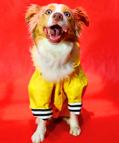 Dogs In Town - Impermeable para Perros