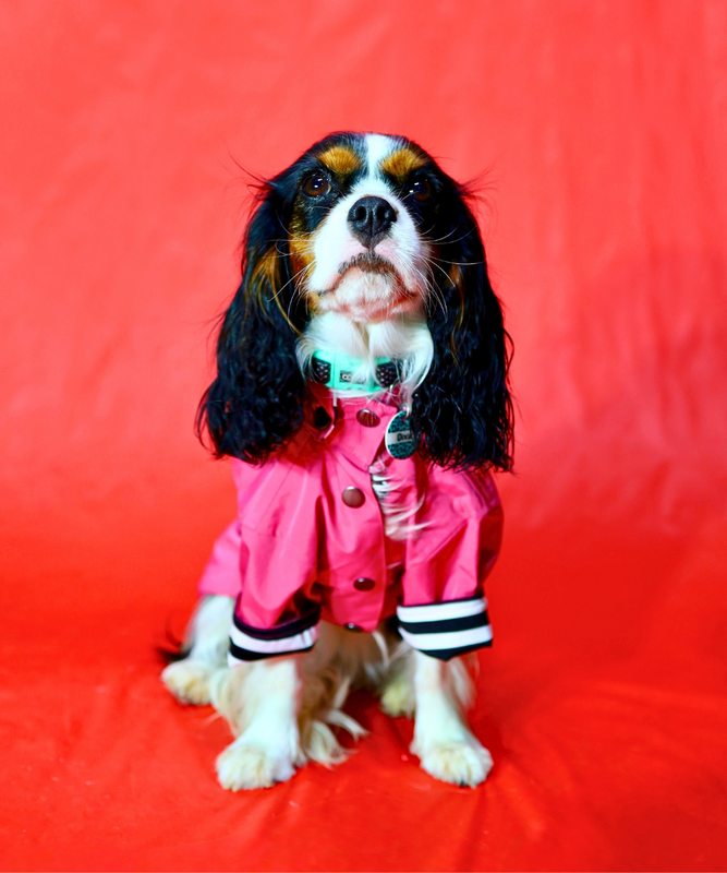 Dogs In Town - Impermeable para Perros