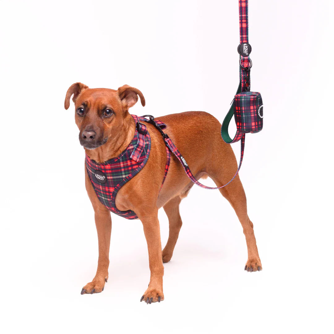 Pollo and Paco - Correa Estampada para Perros