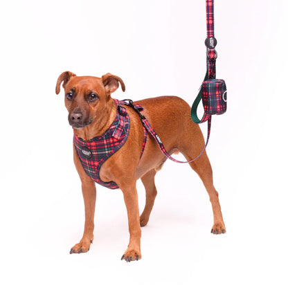 Pollo and Paco - Correa Estampada para Perros