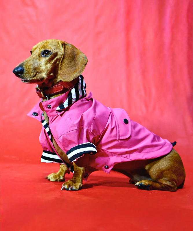 Dogs In Town - Impermeable para Perros