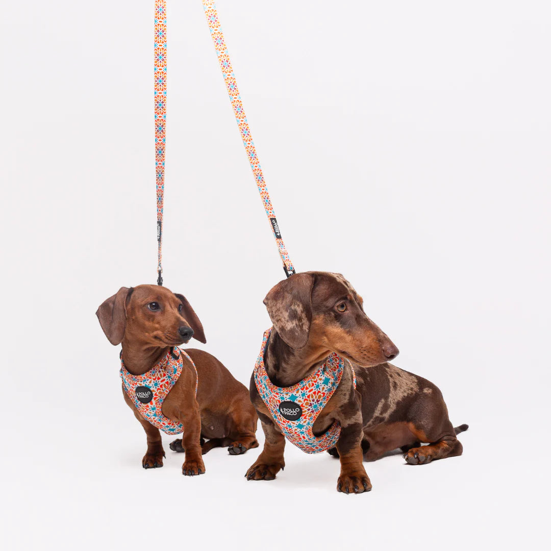 Pollo and Paco - Correa Estampada para Perros