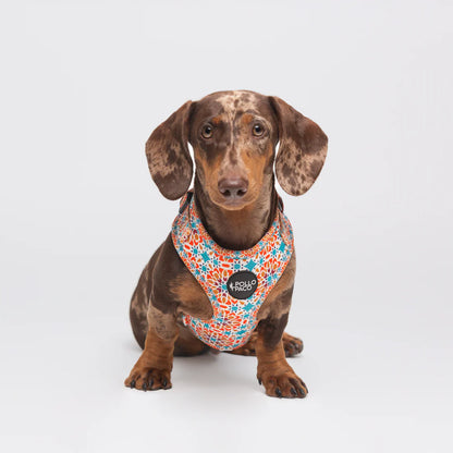 Pollo and Paco - ALHAMBRA - Arnés ajustable para perros