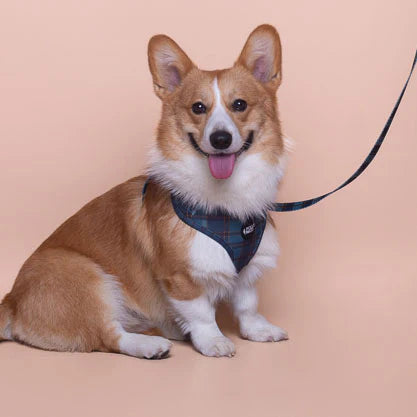 Pollo and Paco - Correa Estampada para Perros