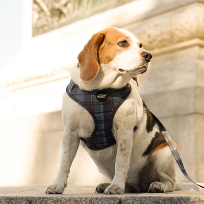Pollo and Paco - ACADEMIA - Arnés para perros ajustable