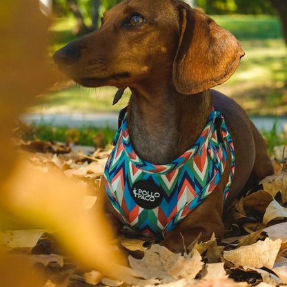 Pollo and Paco - RETRO - Arnés ajustable y reforzado para perros