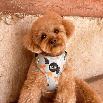 Pollo and Paco - CANICHE - Arnés ajustable para perros