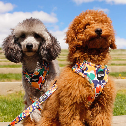 Pollo and Paco - LEOPARD - Arnés ajustable para perros