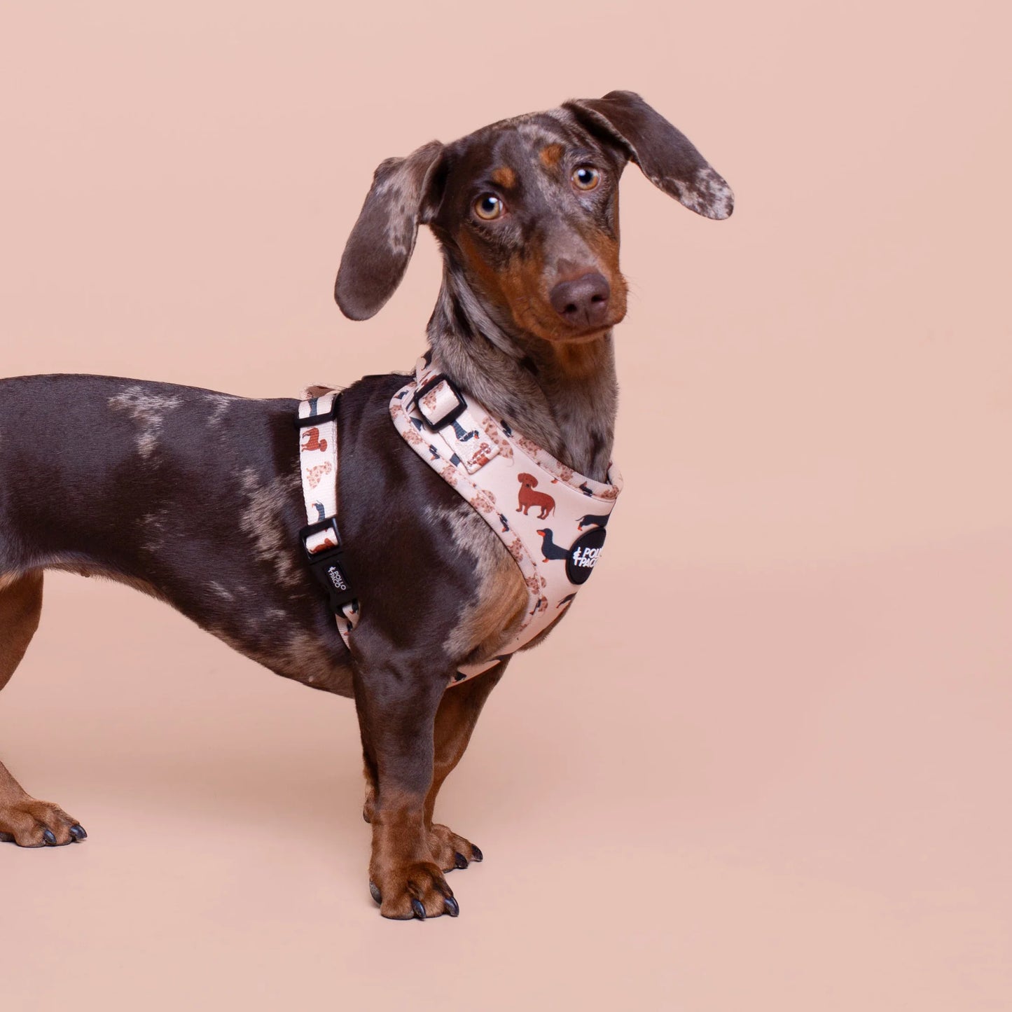 Pollo and Paco - TECKEL - Arnés ajustable para perros