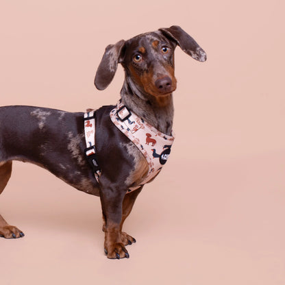 Pollo and Paco - TECKEL - Arnés ajustable para perros