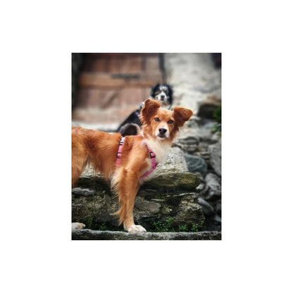 Haqihana Harness - Pink